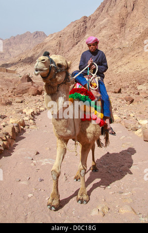 Egitto - febbraio 5: guida di cammello la scalata al monte Sinai il 5 febbraio 2011 a Santa Caterina, distretto, Egitto. Foto Stock
