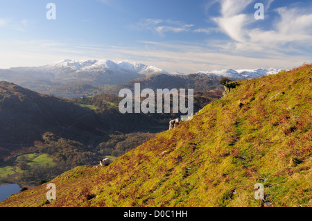 Herdwick pecora su Nab cicatrice nel Lake District inglese, con la Snow capped Coniston Fells in background Foto Stock