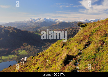 Herdwick pecora su Nab cicatrice nel Lake District inglese, con la Snow capped Coniston Fells in background Foto Stock