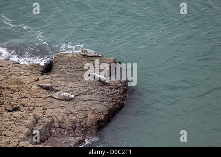 Guarnizione comune (Phoca vitulina) noto anche come guarnizione del porto, il Cardigan Bay costa vicino a New Quay, Galles del Sud, Maggio 2012 Foto Stock