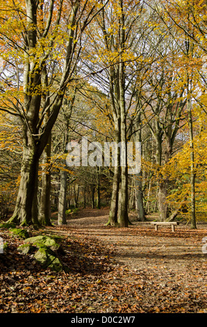 In autunno la luce del sole su alberi, panca & tranquillo percorso in arancione marrone caduta foglie in scenic woodland - Middleton Woods, Ilkey, nello Yorkshire, Inghilterra, Regno Unito Foto Stock