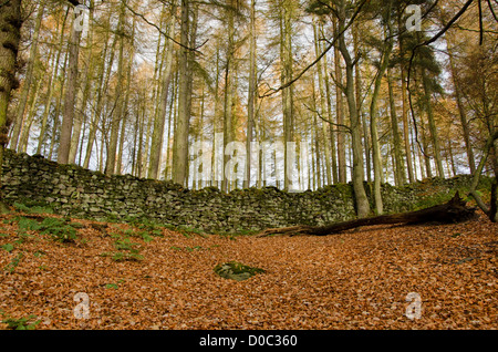 Foglie cadute, moquette del pavimento di foresta in autunno & torreggianti alberi di conifere crescente su una collina - Bolton Abbey Estate, North Yorkshire, Inghilterra, Regno Unito. Foto Stock