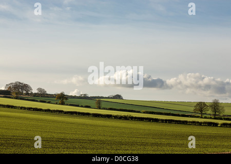 Paterns appena seminato colture effettuate dall'Autmn sun, East Yorkshire, Inghilterra Foto Stock