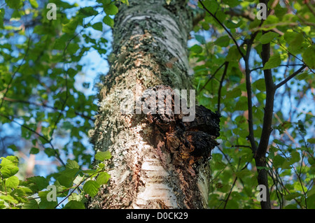 "Chaga' funghi sulla betulla. Foto Stock