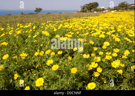 Pegeia, Distretto di Paphos, Cipro. 22 Marzo 2012 Foto Stock