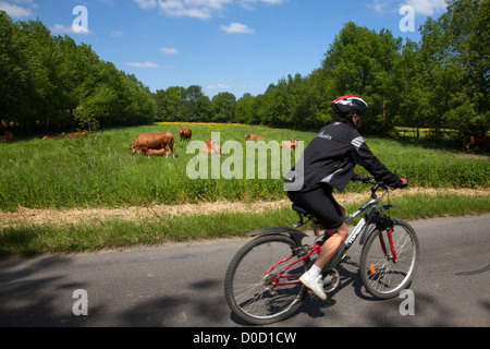 I CICLISTI NELLA PARTE ANTERIORE DELLE VACCHE LIMOUSINE BOCAGE DI SAVIGNY-EN-VERON "LOIRE A VELO' itinerario in bicicletta Indre-et-Loire (37) FRANCIA Foto Stock