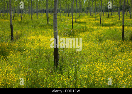 Paesaggio di una fioritura di Bocage molla in Indre-et-Loire (37) FRANCIA Foto Stock