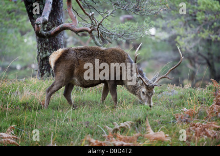 Red Deer cervo (Cervus elaphus) nel selvaggio Highlands Scozzesi. Nella foto di Glen Cannich, Inverness-shire, Scozia Foto Stock