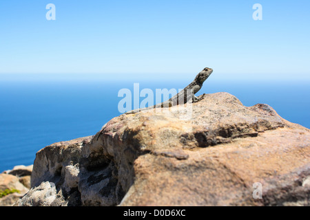 Geco su una roccia di fronte blu cielo Foto Stock