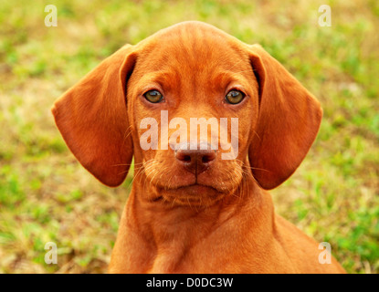 Otto settimane vecchio cucciolo vizsla ungherese ritratto Foto Stock