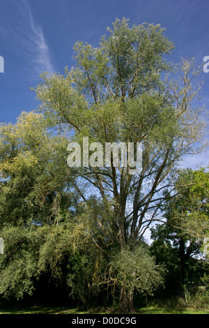 Il salice bianco (Salix alba) tree in estate Foto Stock