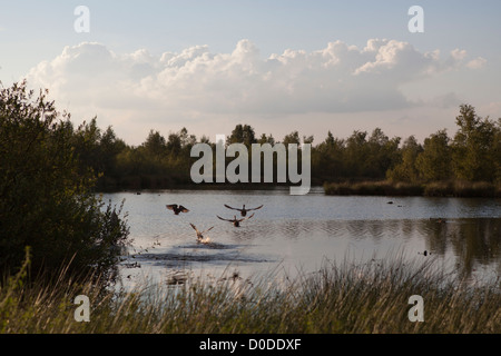 Anatre in fuga il Parco Nazionale de Groote Peel nei Paesi Bassi Foto Stock