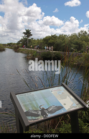 ANHINGA SENTIERO DIDATTICO nel parco nazionale delle Everglades sito naturale elencate come sito del Patrimonio mondiale UNESCO FLORIDA Foto Stock