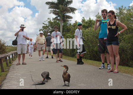 Cormorani creste TUFTED SU ANHINGA SENTIERO DIDATTICO nel parco nazionale delle Everglades sito naturale elencati come patrimonio mondiale Foto Stock