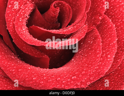 Immagine ravvicinata di gocce di acqua su una rosa rossa Foto Stock