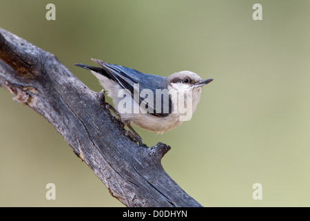 Pygmy Nuthatch uccello songbird songbirds Ornitologia Scienza natura natura natura ambiente nuthatches Foto Stock