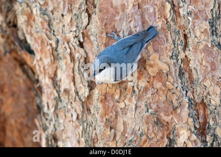 Pygmy Nuthatch uccello songbird songbirds Ornitologia Scienza natura natura natura ambiente nuthatches Foto Stock