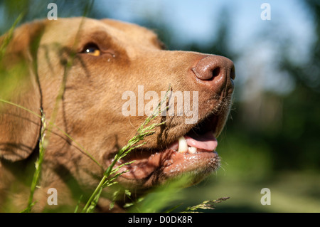 Chesapeake bay retriever giacente in erba Foto Stock