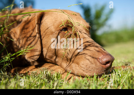 Chesapeake bay retriever genna giacente in erba Foto Stock