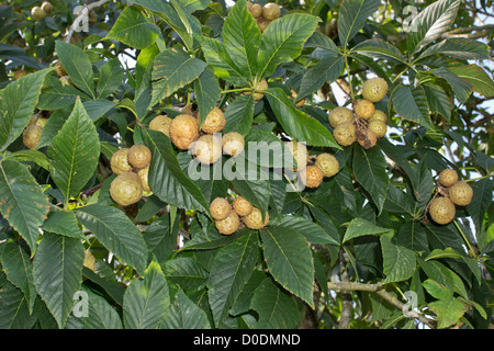 Ohio buckeye (Aesculus glabra) in frutti in autunno. Dal centro di Stati Uniti d'America. Foto Stock