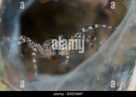 Prato Wolf Spider (Hippasa holmerae) alla sua web in Pang Sida Parco Nazionale in Thailandia. Foto Stock