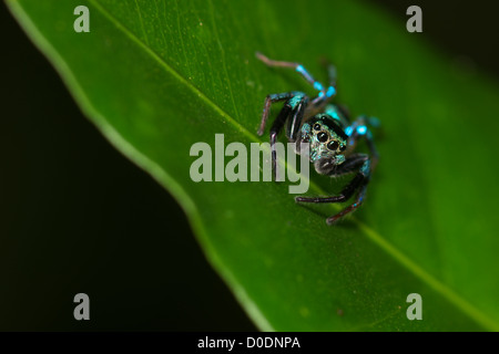 Una jumping spider Famiglia Salticidae fotografato in Khao Soi Dao Wildlife Sancuary, Thailandia. Foto Stock