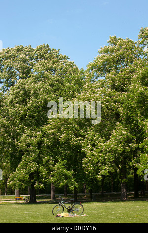 Österreich, Wien II, il Prater, mit blühenden Bäumen im Frühling. Foto Stock