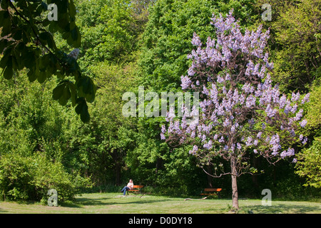 Österreich, Wien II, il Prater, mit blühenden Bäumen im Frühling. Foto Stock