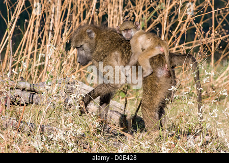Femmina di babbuino chacma (Papio ursinus) che trasportano il giovane babbuino sulla sua schiena, Moremi, Okavango Delta, Botswana Foto Stock