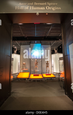 Sala delle origini umane presso il Museo di Storia Naturale di New York Upper West Side, adiacente al parco centrale. Foto Stock