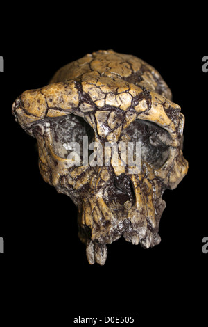 Sahelanthropus tchadensis Foto Stock