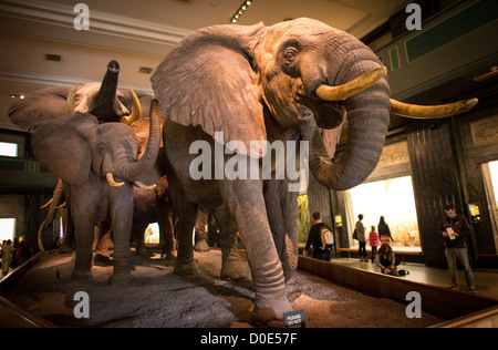 Un branco di elefanti sul display in grandi mammiferi hall presso il Museo di Storia Naturale di New York Upper West Side, adiacente al parco centrale. Foto Stock