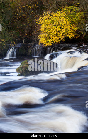 I colori autunnali a Aysgarth superiore cade Wensleydale North Yorkshire, Inghilterra Foto Stock