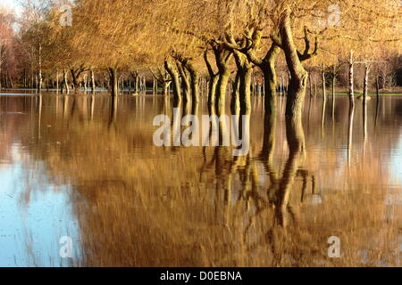 Branston, Staffordshire, Regno Unito. Il 23 novembre 2012. Una fila di alberi catturati in acqua di inondazione dal fiume Trent e riflessa nel pomeriggio la luce del sole. Ubicazione: Vicino Burton-Upon-Trento in East Staffordshire REGNO UNITO 23/11/2012. Credito: Pietro Hatter / Alamy Live News Foto Stock