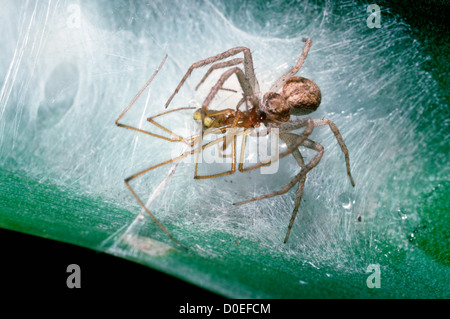 Esecuzione / Casa ragno granchio (Philodromus dispar) femmina maschio cattura Enoplognatha ovata come si siede a sorvegliare le uova, REGNO UNITO Foto Stock