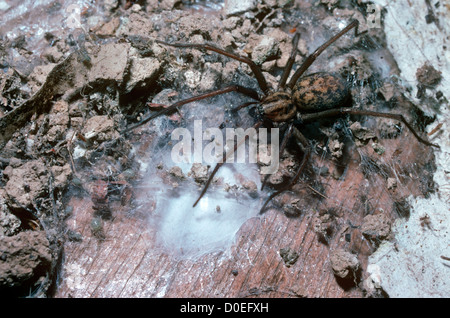 Ragnatela/ House ragno femmina (Tegenaria duellica: Agelenidae) seduto vicino al suo uovo-sac, REGNO UNITO Foto Stock