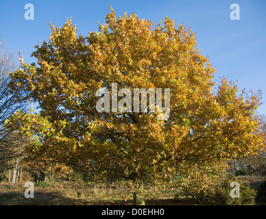 Quercus robur quercia autumn leaf Westleton Heath, Suffolk, Inghilterra Foto Stock