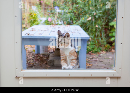 Gatto cercando all'interno attraverso la finestra Foto Stock