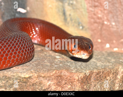 Il rosso sputare cobra (naja pallida) un pericoloso serpente in grado di sputare il veleno nelle sue vittime " Occhi Foto Stock