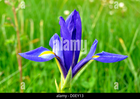Reticolato (iris Iris reticulata) in fiore in un giardino, in maggio. "Potager de Suzanne', Mayenne, Paese della Loira, Francia. Foto Stock