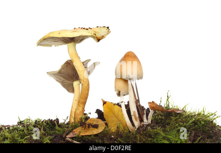 Toadstool funghi crescente tra il muschio e foglie di autunno cucciolata Foto Stock