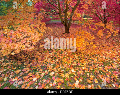 Acero giapponese nel colore di autunno, Westonbirt Arboretum nazionale, Golucestershire, England, Regno Unito Foto Stock