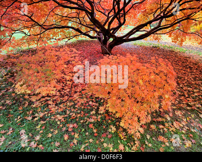 Acero giapponese nel colore di autunno, Westonbirt Arboretum nazionale, Golucestershire, England, Regno Unito Foto Stock