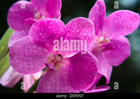 Orchid, National Orchid Garden, giardini botanici, Singapore Foto Stock