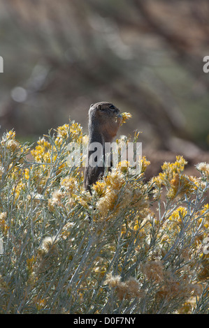 White-tailed Antelope scoiattolo, Ammospermophilus leucurus, Mangiare Mojave Rabbitbrush in gomma, Chrysothamnus nauseosus Foto Stock