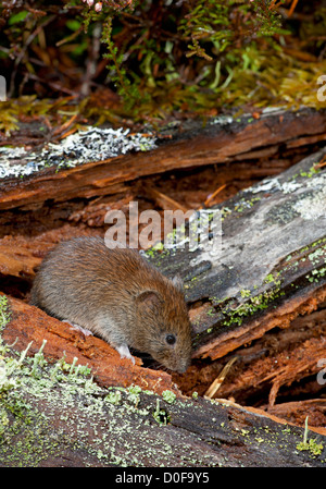 La Banca Vole in un vecchio pino Scozzese bosco. SCO 8817 Foto Stock