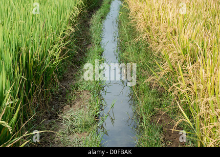 Acqua di irrigazione canale attraverso una risaia in India Foto Stock