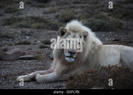 Leone bianco maschio sdraiato Foto Stock