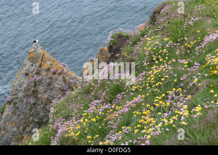 Rene veccia Anthyllis vulneraria, e parsimonia Armeria maritima. Grande nero-backed gull, Larus marinus. Su scogliere vicino a St Agnes Foto Stock