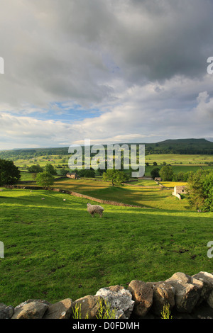 Alba su pascoli Askrigg; Askrigg village, Wensleydale; Yorkshire Dales National Park, England, Regno Unito Foto Stock